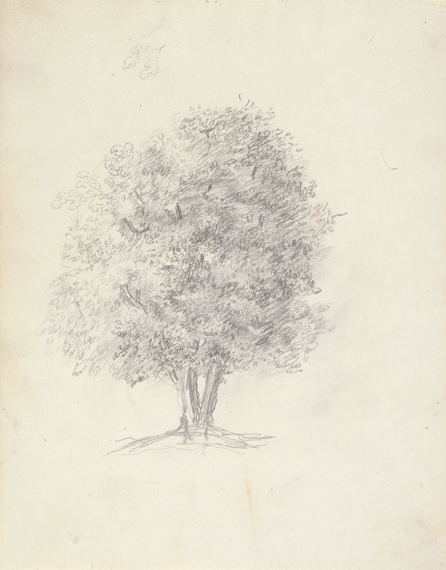 Tree Study by Théodore Roussea