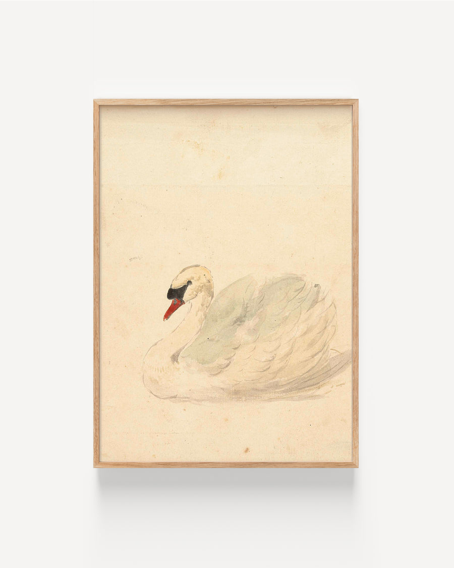 Swan by Aert Schouman