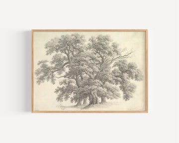 Study of Oak Trees by Carl Wilhelm Kolbe