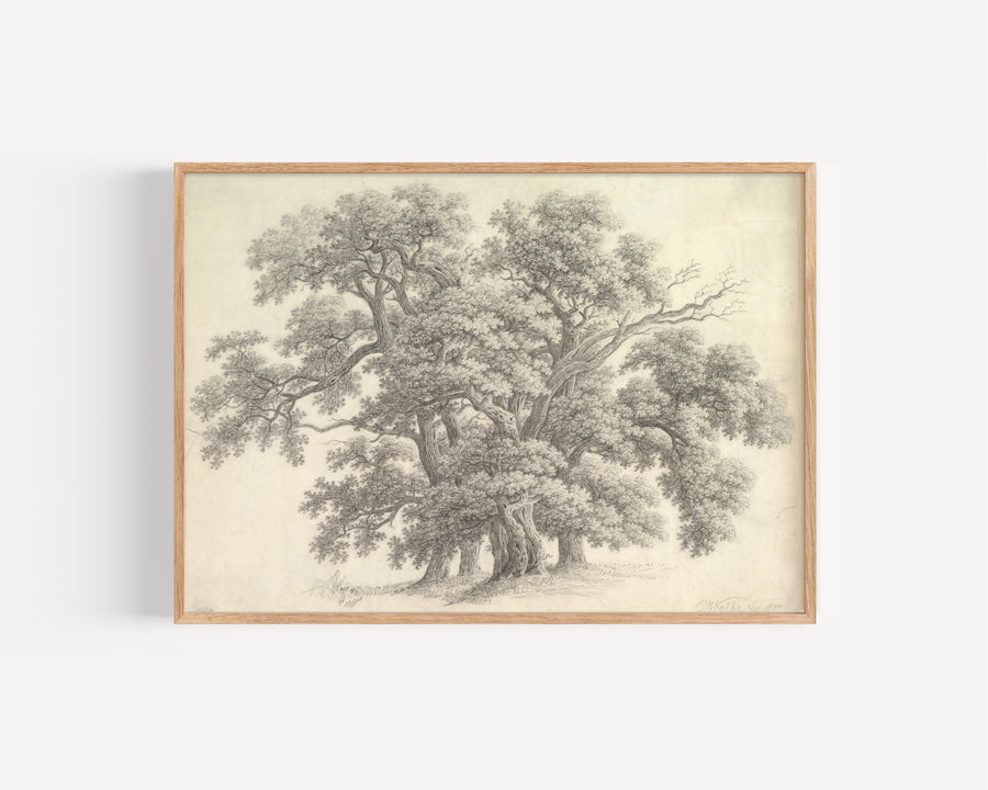 Study of Oak Trees by Carl Wilhelm Kolbe