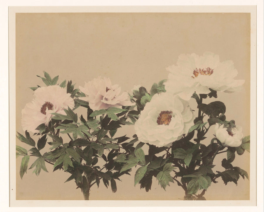 Floral still life with peonies by Unknown Artist