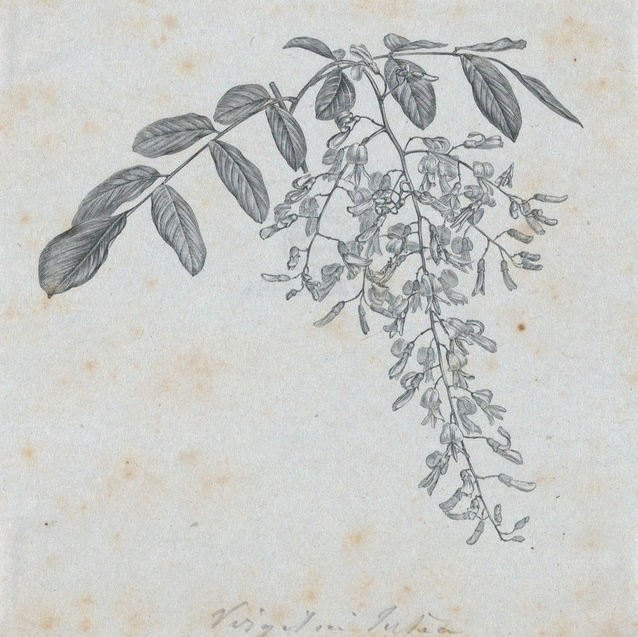 Botanical Illustration II