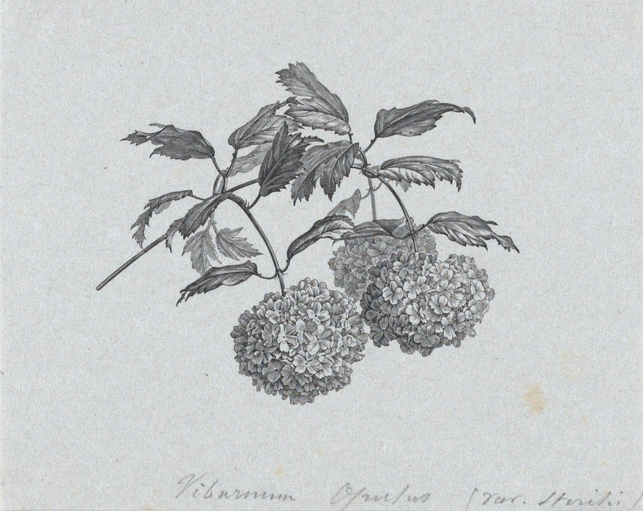 Botanical Illustration I