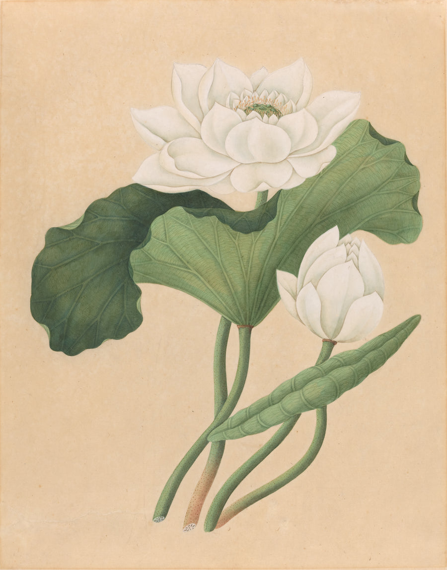East Indian Lotus