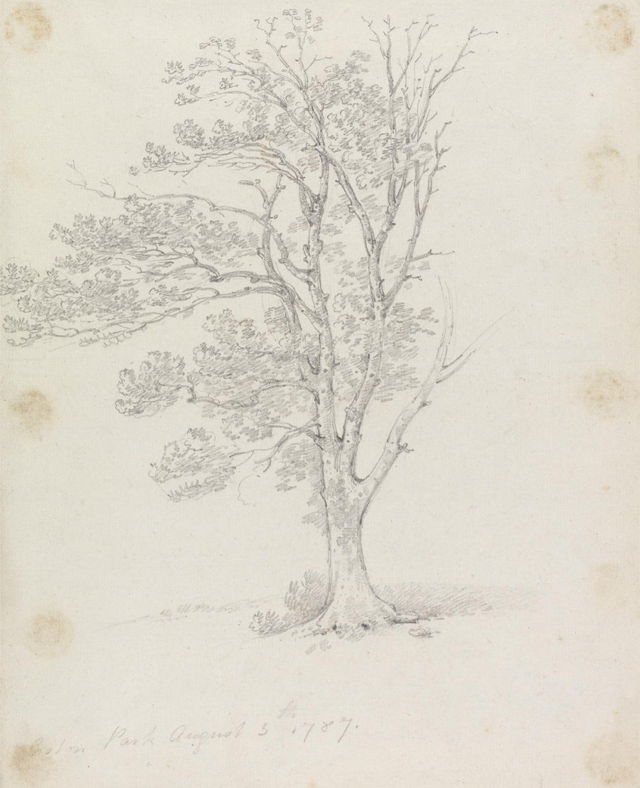Tree at Easton Park by Sir George Beaumont