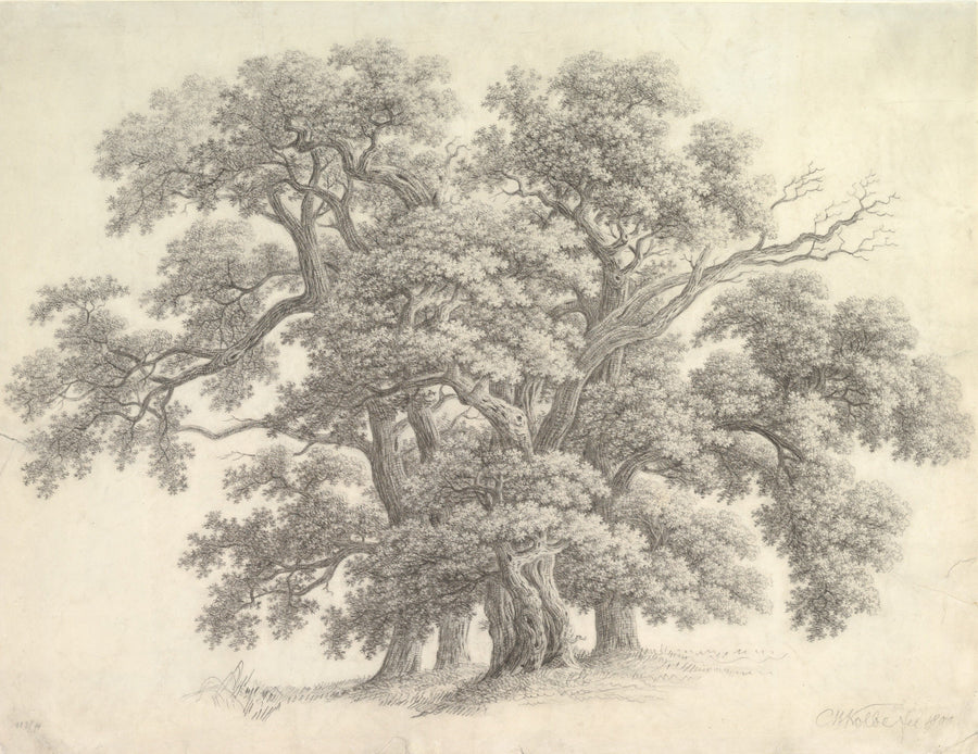 Study of Oak Trees by Carl Wilhelm Kolbe