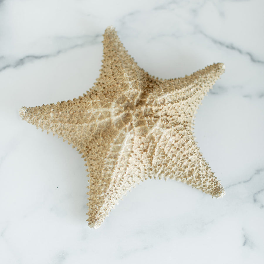 Dried Natural Starfish