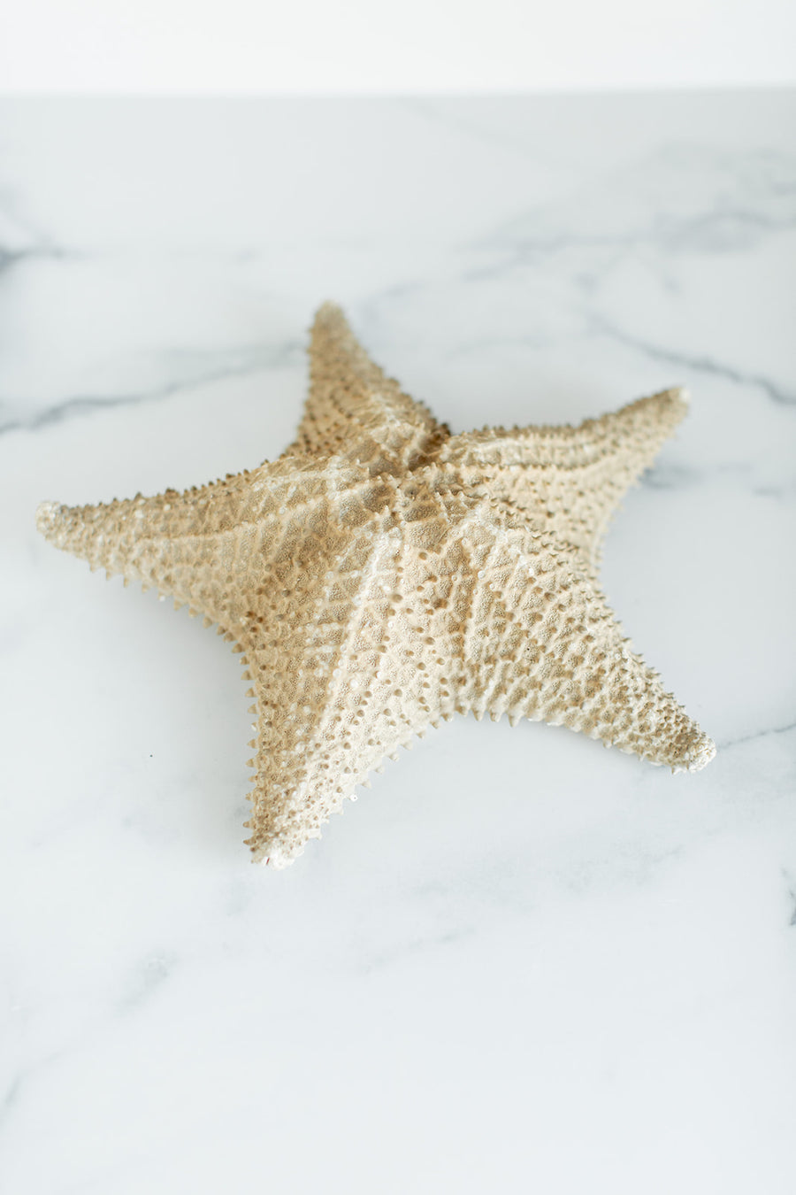 Dried Natural Starfish