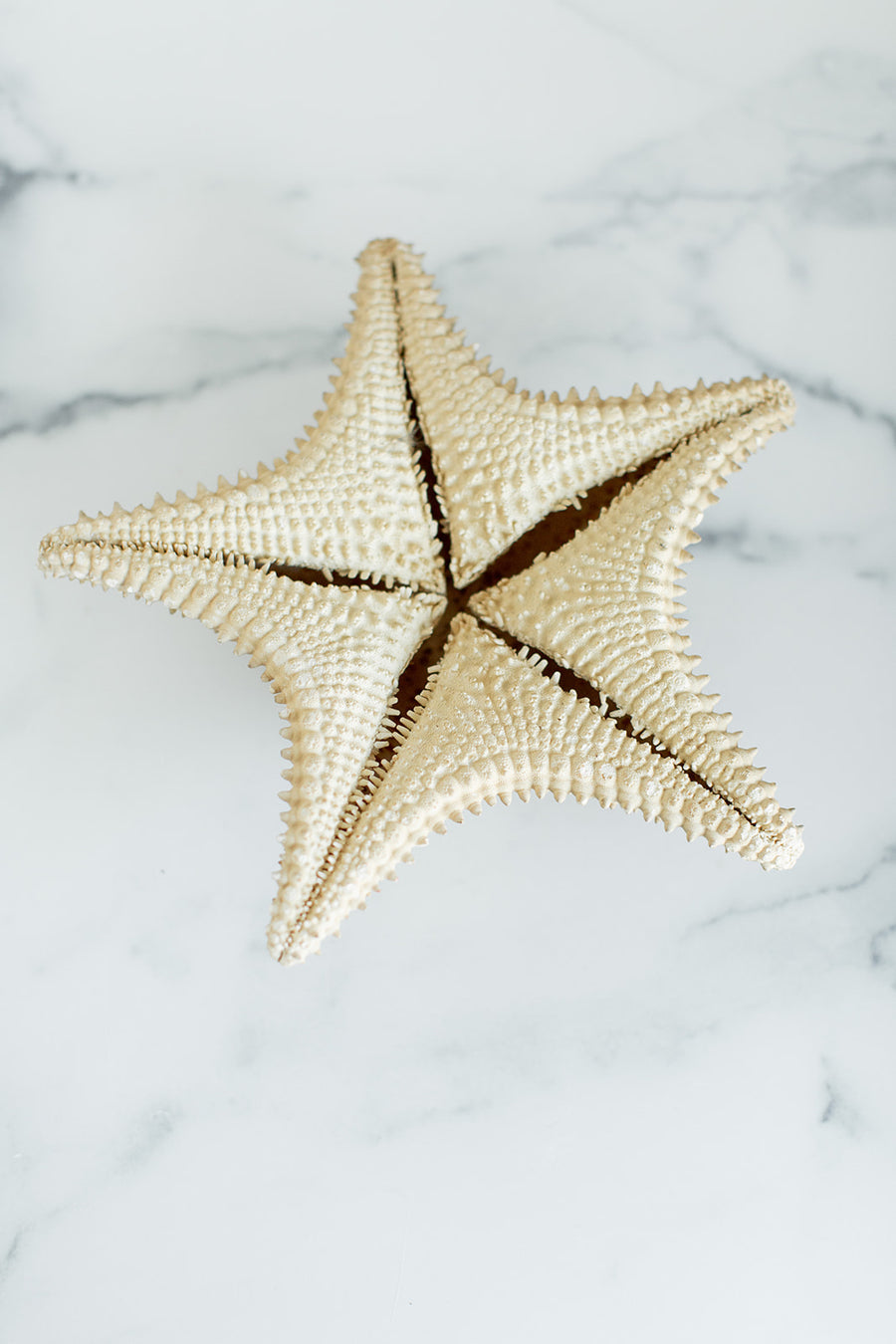 Dried Natural Starfish