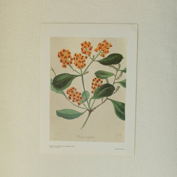 Daviesia Latifolia Flower Print