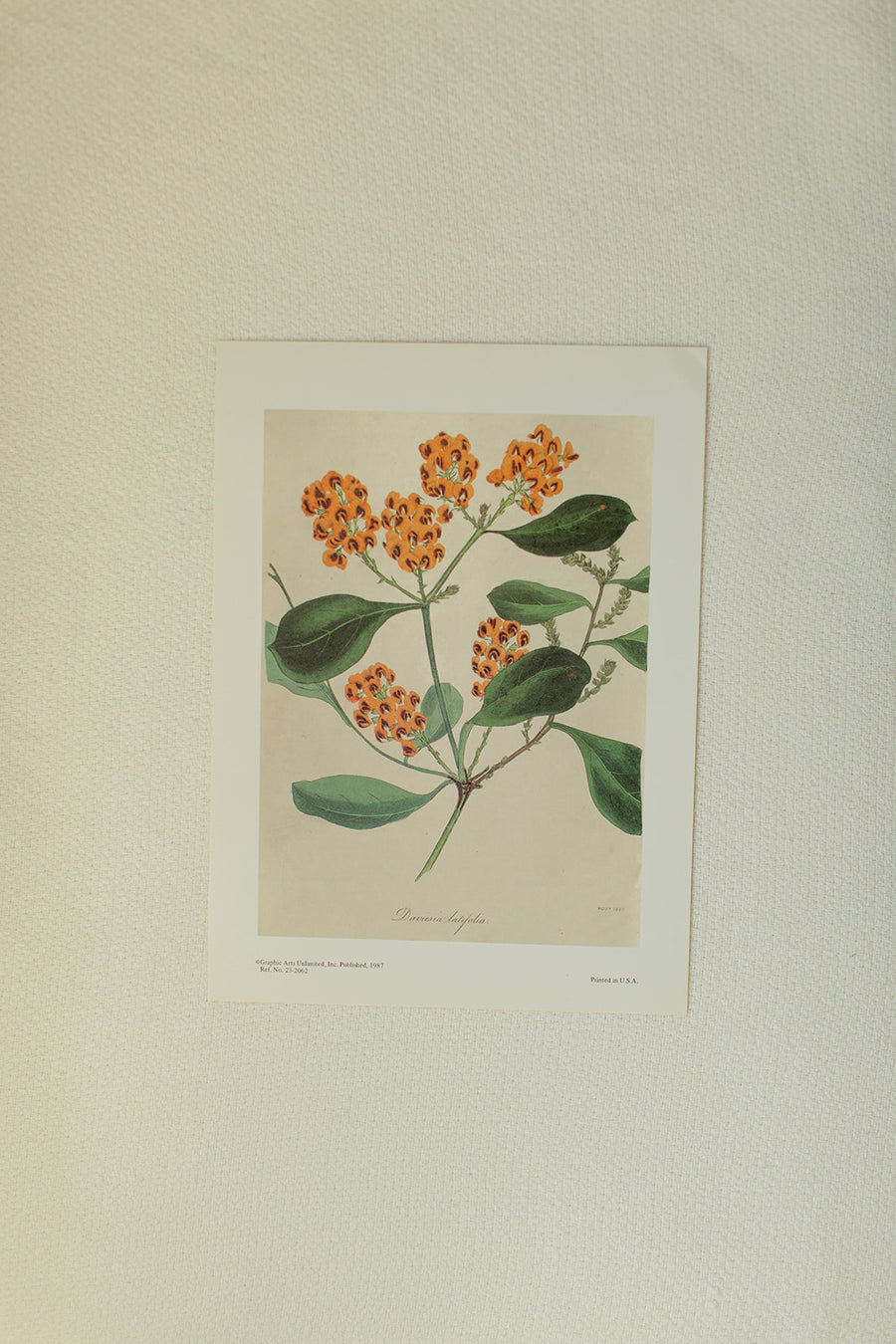 Daviesia Latifolia Flower Print