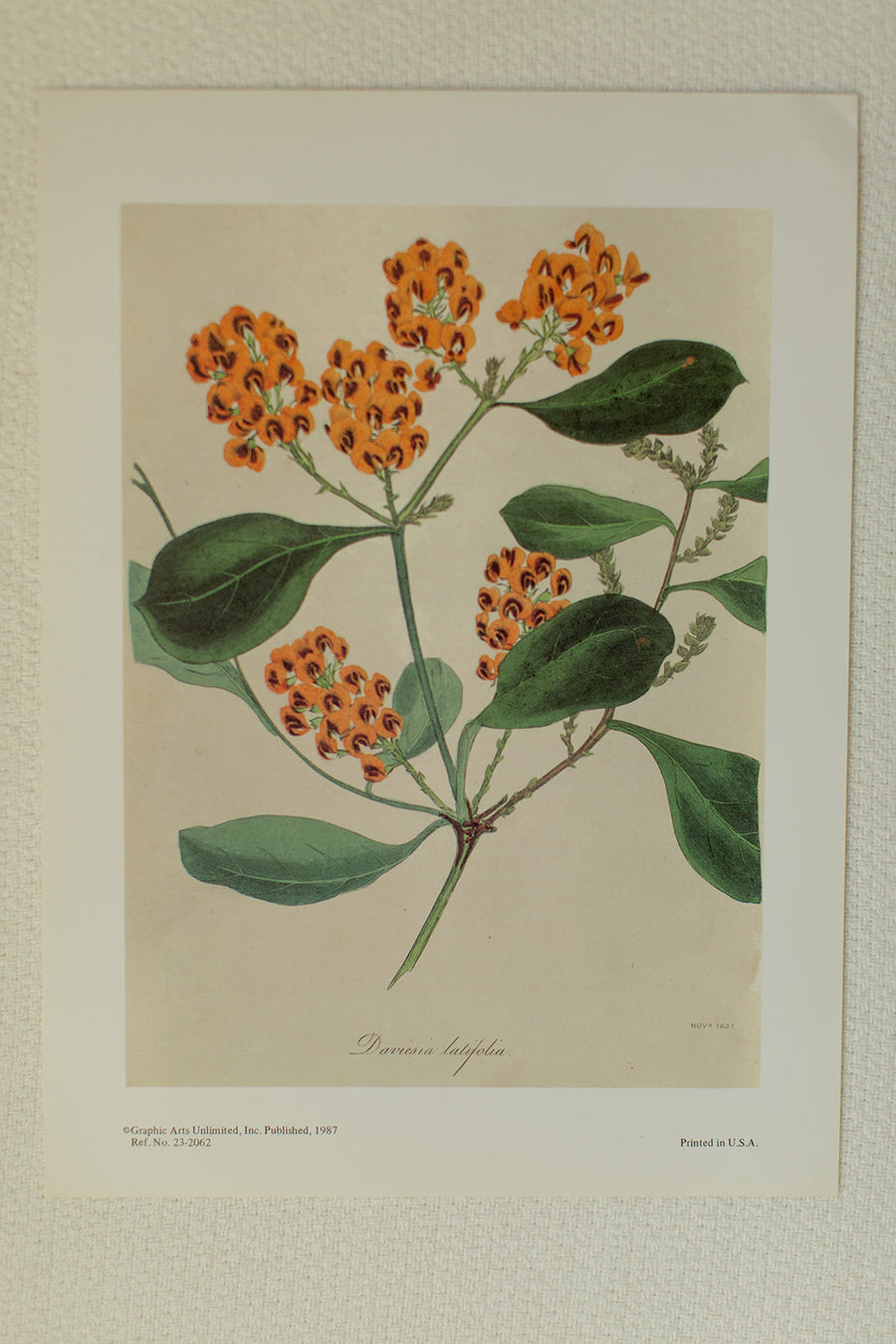 Daviesia Latifolia Flower Print