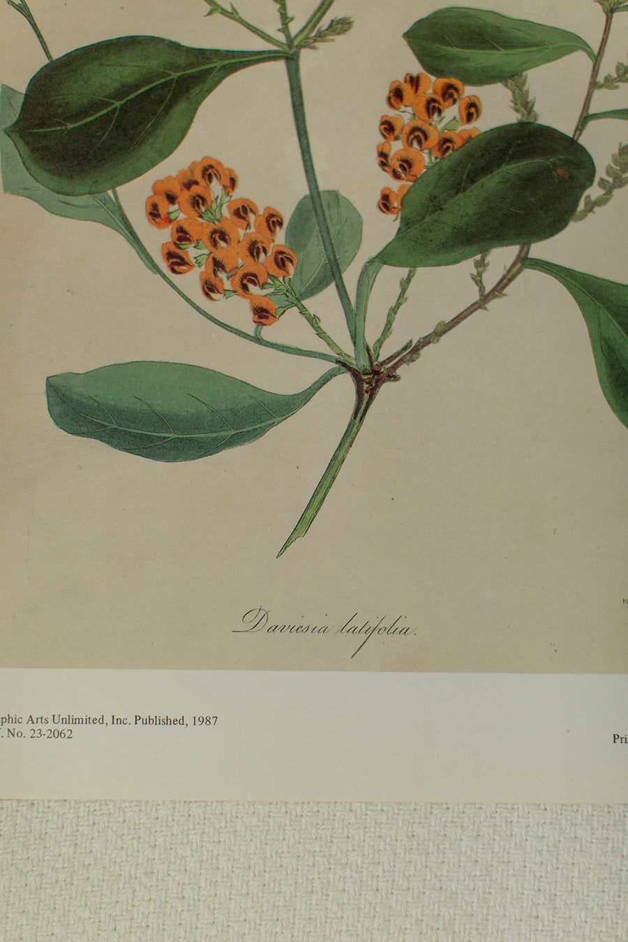 Daviesia Latifolia Flower Print