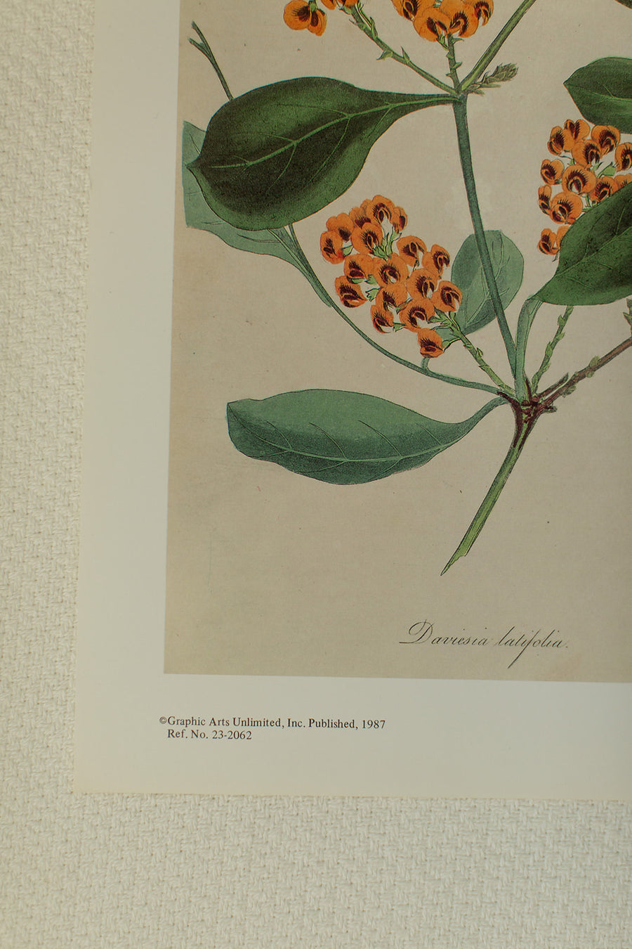 Daviesia Latifolia Flower Print