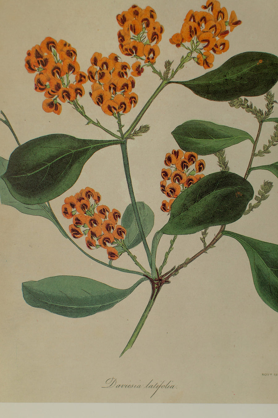 Daviesia Latifolia Flower Print