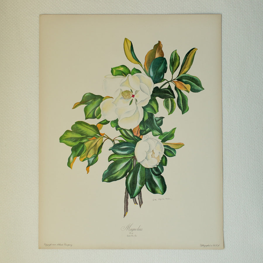 Magnolia Lithograph