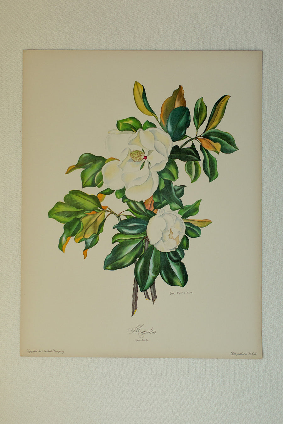 Magnolia Lithograph