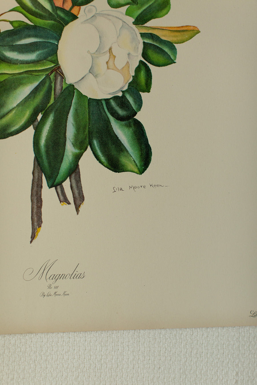 Magnolia Lithograph