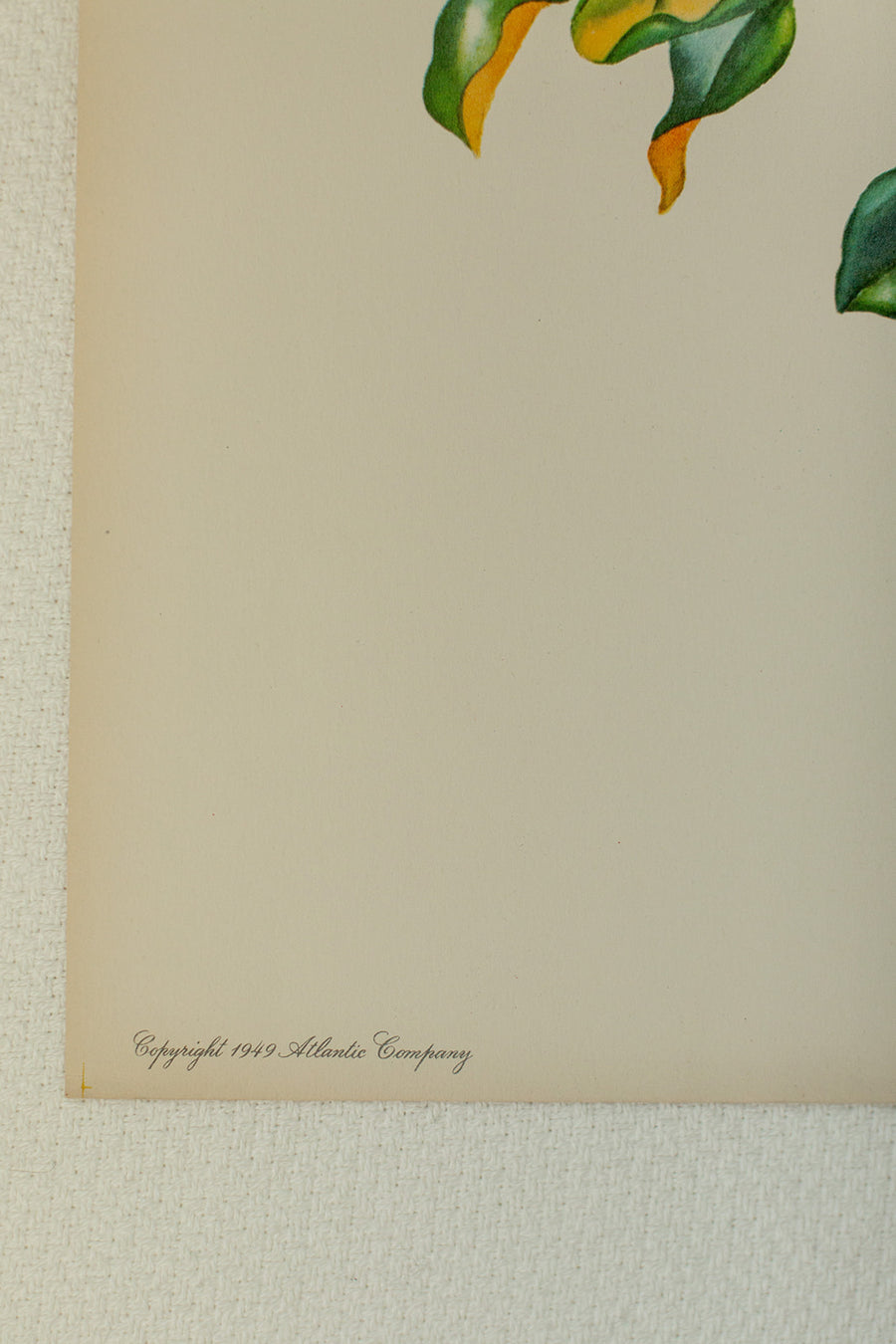 Magnolia Lithograph