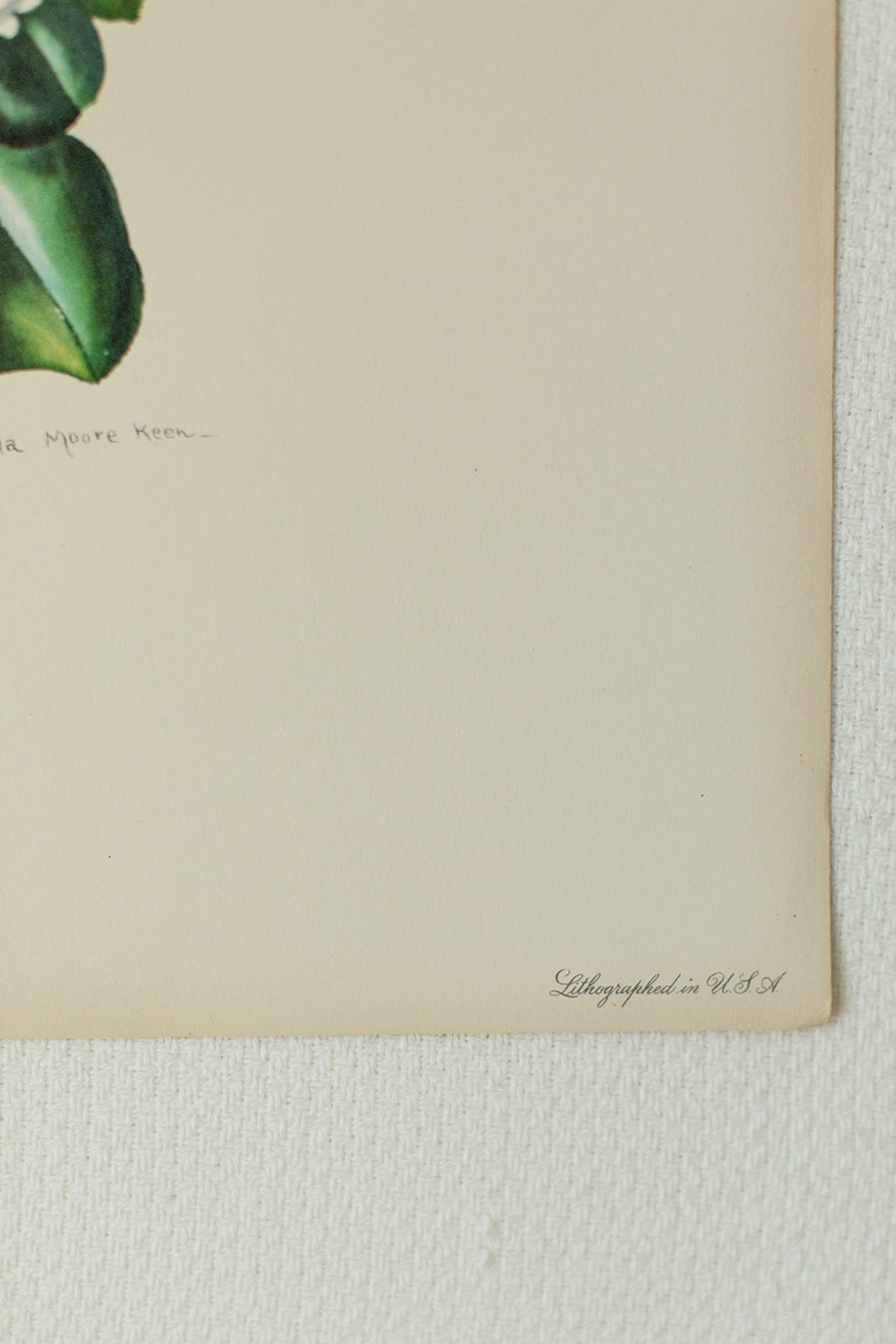 Magnolia Lithograph