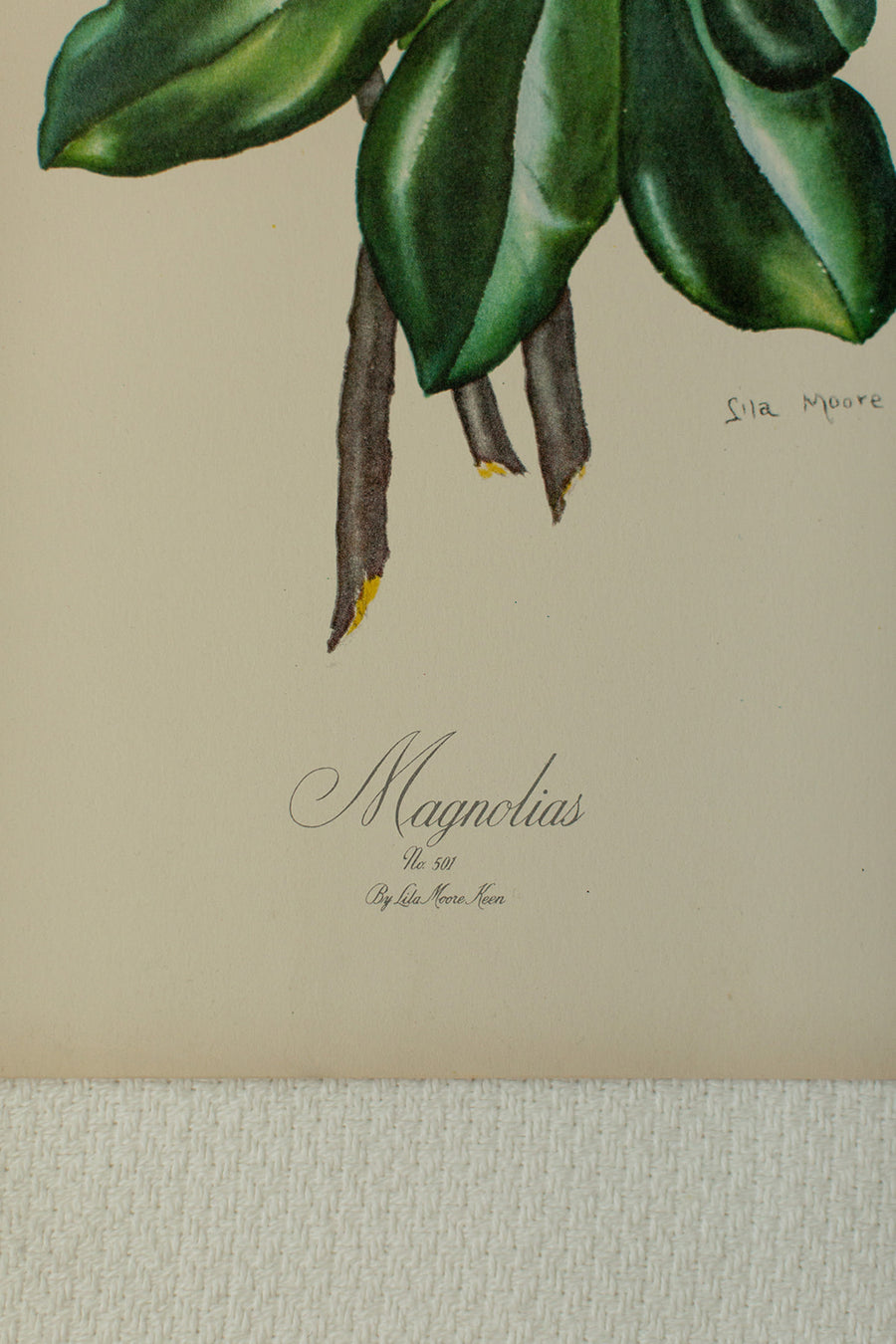Magnolia Lithograph