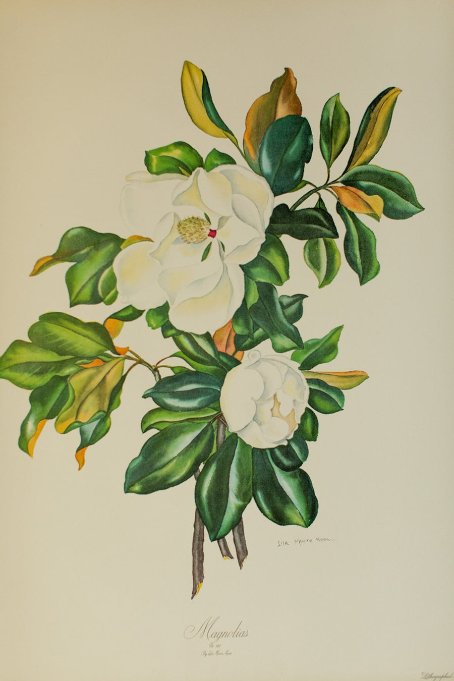 Magnolia Lithograph