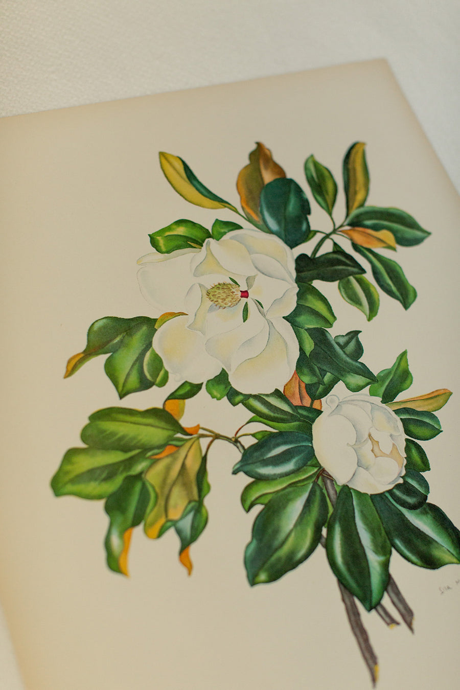 Magnolia Lithograph
