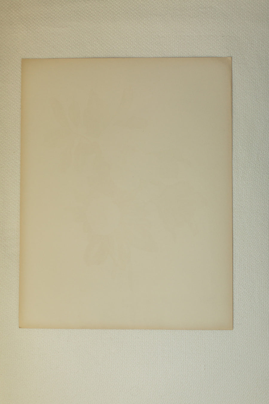 Magnolia Lithograph
