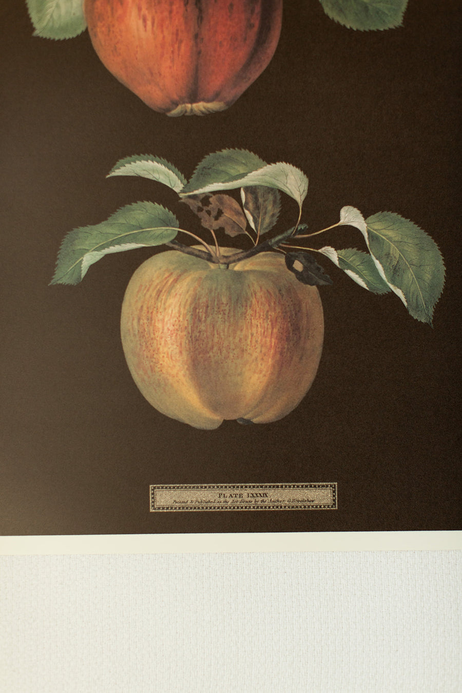 The Fruit of George Brookshaw