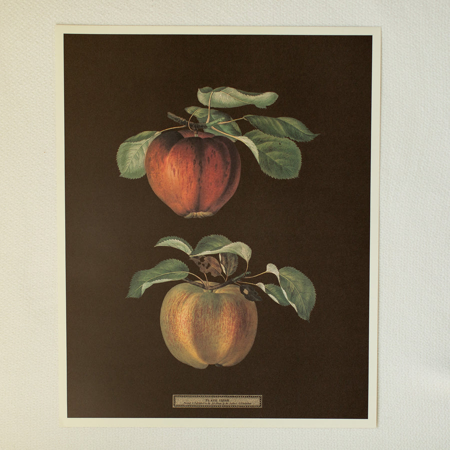 The Fruit of George Brookshaw